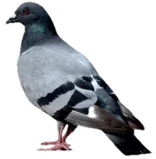 Голубь Виталий