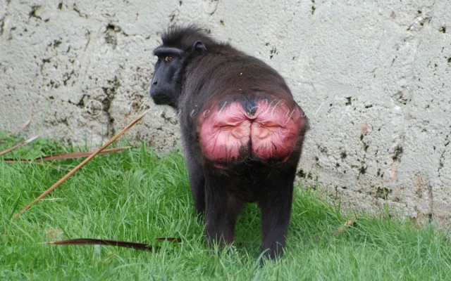 Очко старой обезьяны