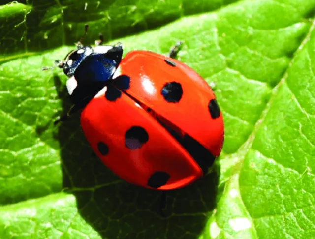 Генератор Фигни